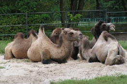 Śląski Ogród Zoologiczny 